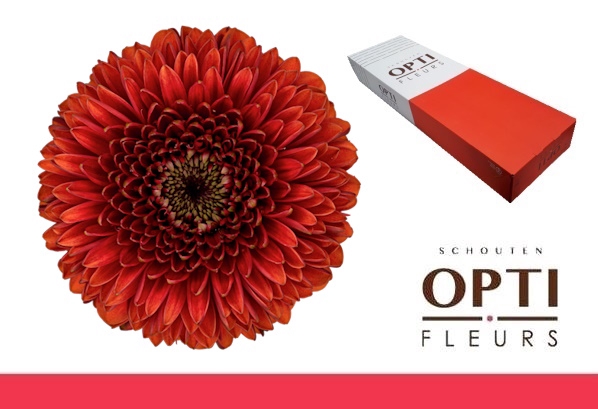 Germini Pomponi Rizzo Doos