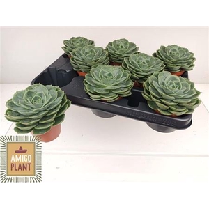 Echeveria Ami-Taco