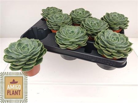 <h4>Echeveria Ami-Taco</h4>