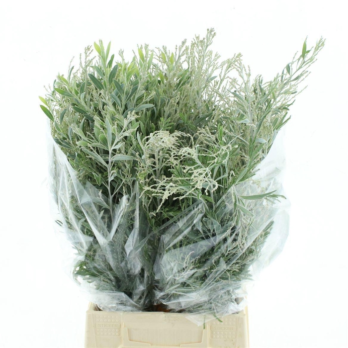 <h4>ACACIA BL HAMBURY BS</h4>