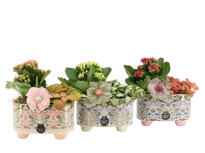 <h4>21905: Contradiction arrangement</h4>