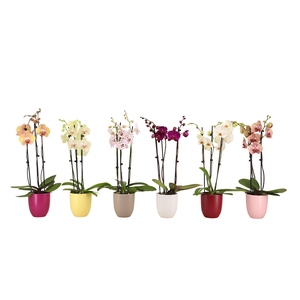 Hugo Paradise Mix Phal Mix 3T18+