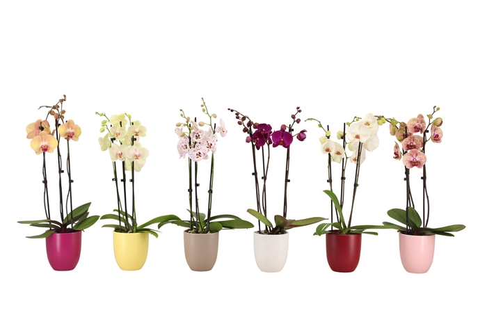 <h4>Hugo Paradise Mix Phal Mix 3T18+</h4>