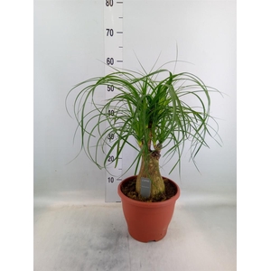 Beaucarnea recurvata