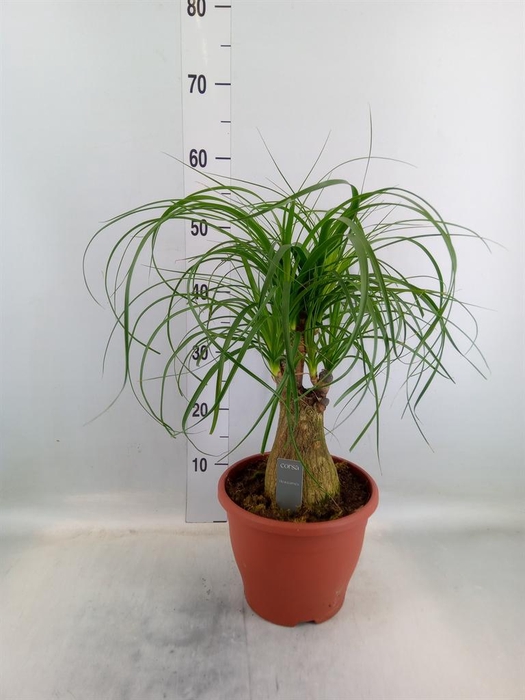 <h4>Beaucarnea recurvata</h4>