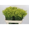 Solidago Tara Gold Buiten