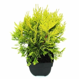 Thuja plicata '4ever Goldy'® P17