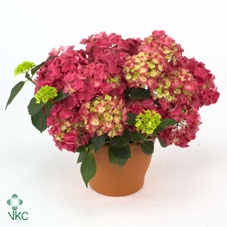 Hydrangea glowing alps pink