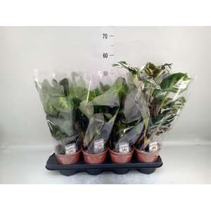 Calathea   ...mix 3