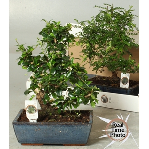 BONSAI GEM