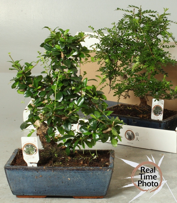 <h4>BONSAI GEM</h4>