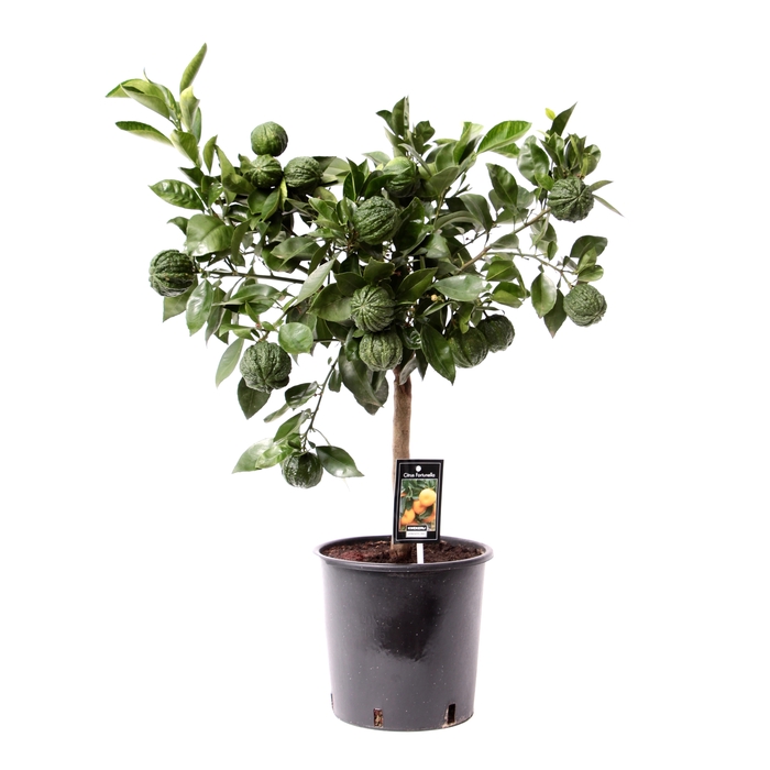 <h4>Citrus Canaliculata stem P22</h4>