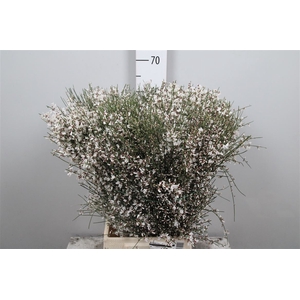 Genista White