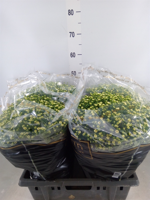 <h4>Chrysanthemum   ..</h4>