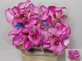 <h4>ZANT FANTASIA</h4>