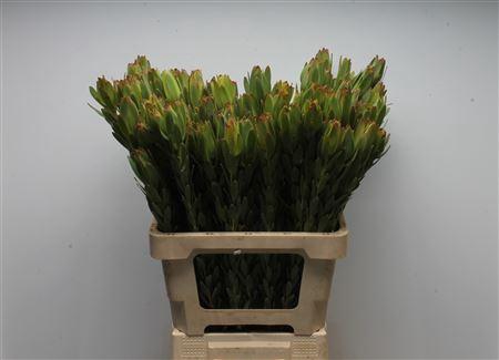 <h4>Leucad Procerum</h4>