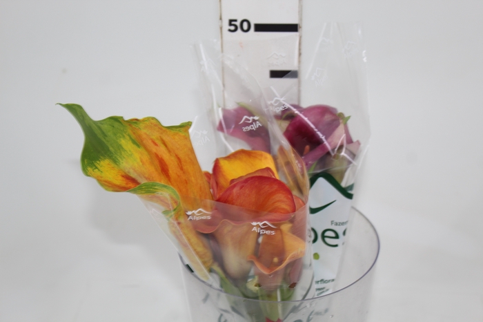 <h4>CALLAS EXOTIC VARIADA 040 CM</h4>