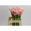 Zantedeschia Eydolls Salmon