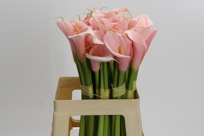 Zantedeschia Eydolls Salmon
