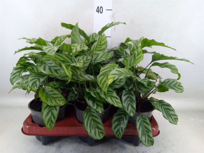<h4>Calathea  'Freddie'</h4>