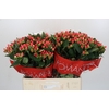Hypericum Sweet Romance