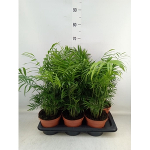 Chamaedorea elegans