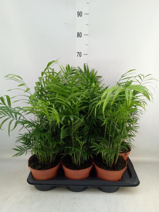 <h4>Chamaedorea elegans</h4>