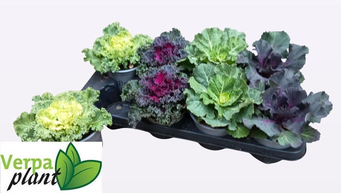 <h4>BRASSICA (SIERKOOL)</h4>