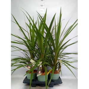 Cordyline indivisa 'Peko'