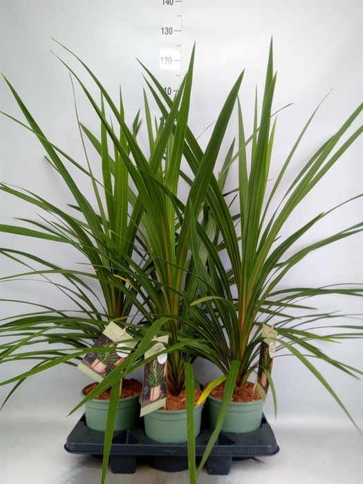 <h4>Cordyline indivisa 'Peko'</h4>