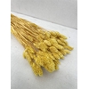 Dried Phalaris Yellow