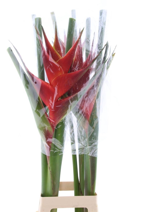 <h4>Hel Purpurea</h4>