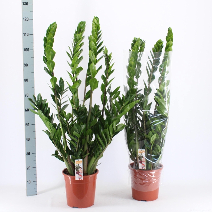 <h4>ZAMIO ZAMIIFOLIA</h4>