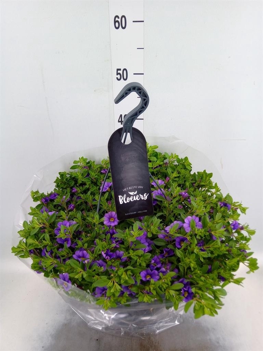 <h4>Calibrachoa   ...</h4>
