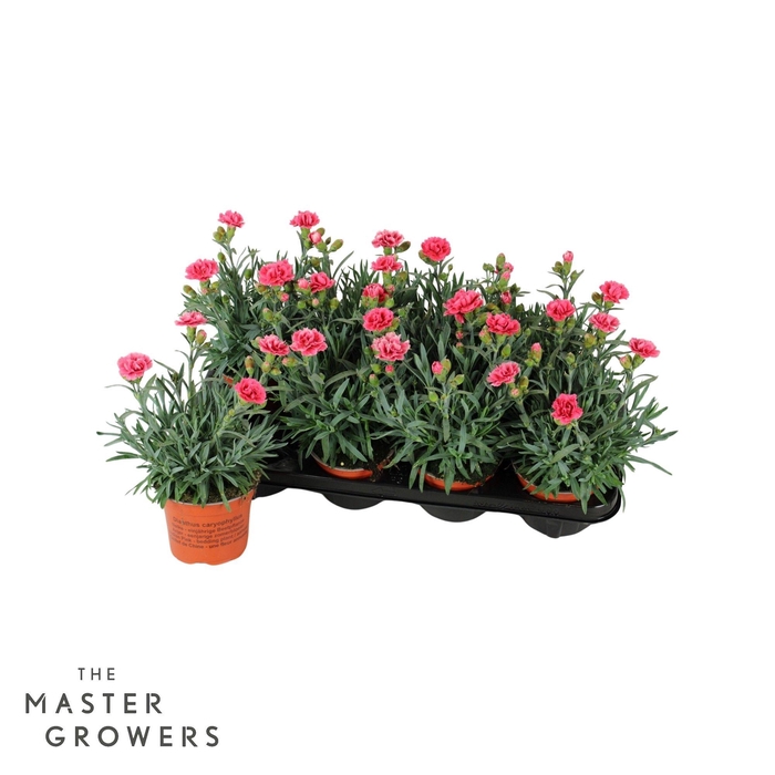 <h4>Dianthus caryophyllus ' Elise'</h4>