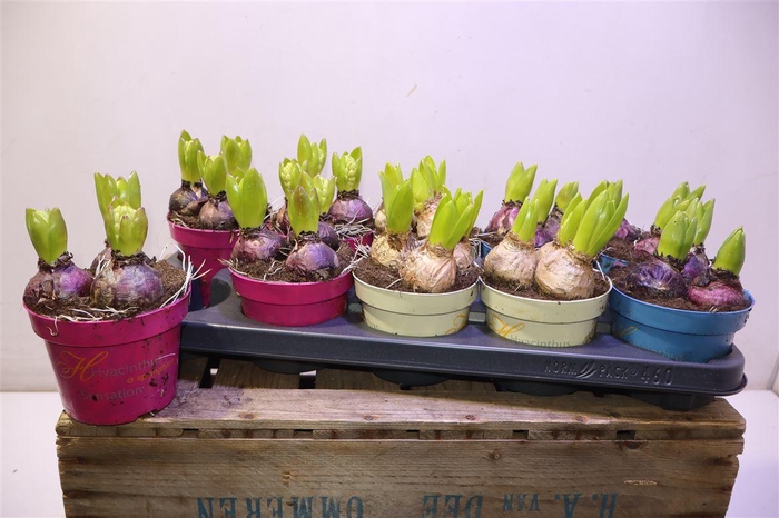 <h4>Hyacin Gem 3 Kl</h4>