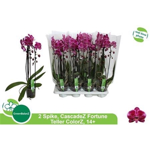 Phal El Cascade Fortune Teller 2 Branches 14+