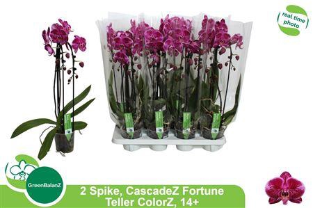 <h4>Phal El Cascade Fortune Teller 2 Branches 14+</h4>
