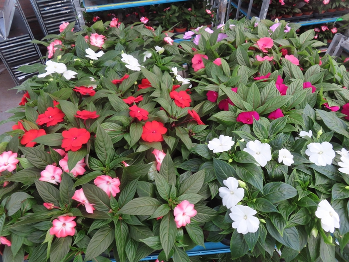 <h4>IMPAT NG MIXK 4 KL</h4>