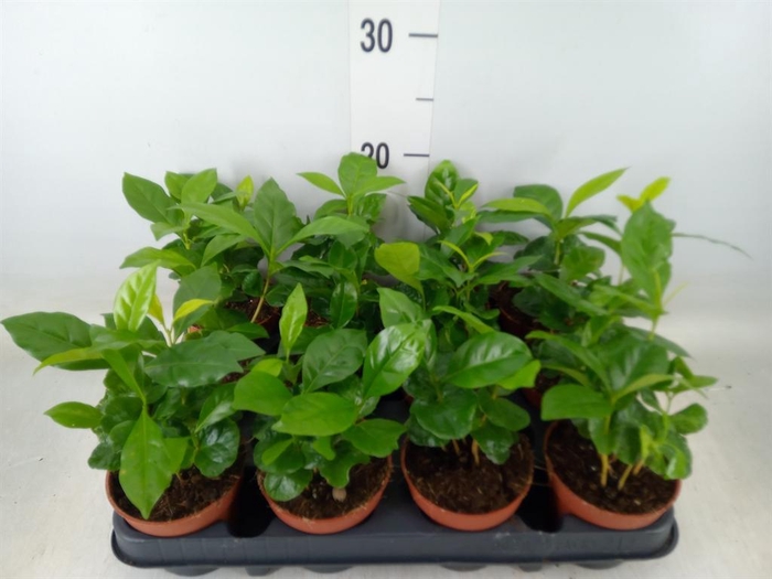 <h4>Coffea arabica</h4>