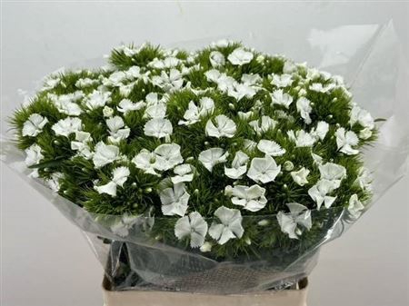 <h4>Di Barb S Will White</h4>