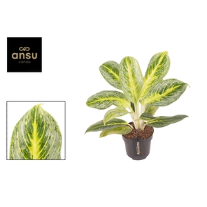 Aglaonema Bitter Lemon