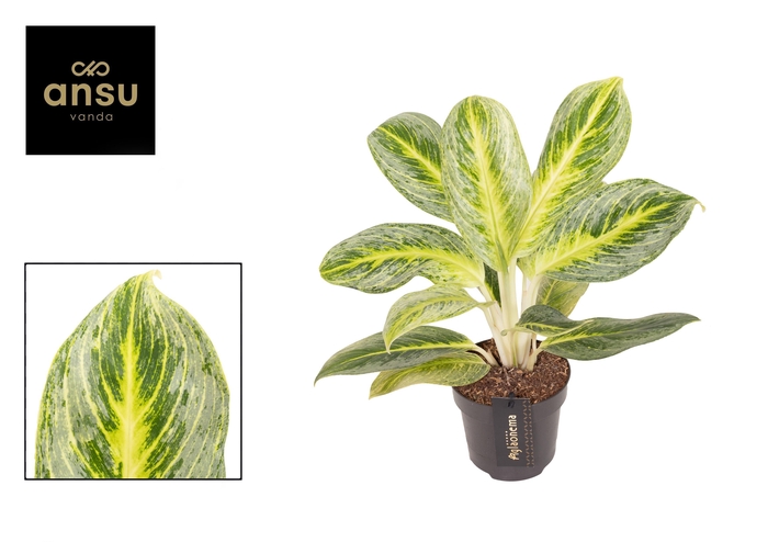 <h4>Aglaonema Bitter Lemon</h4>