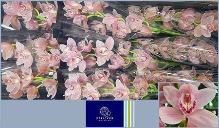 <h4>Cymb T Delmonte</h4>