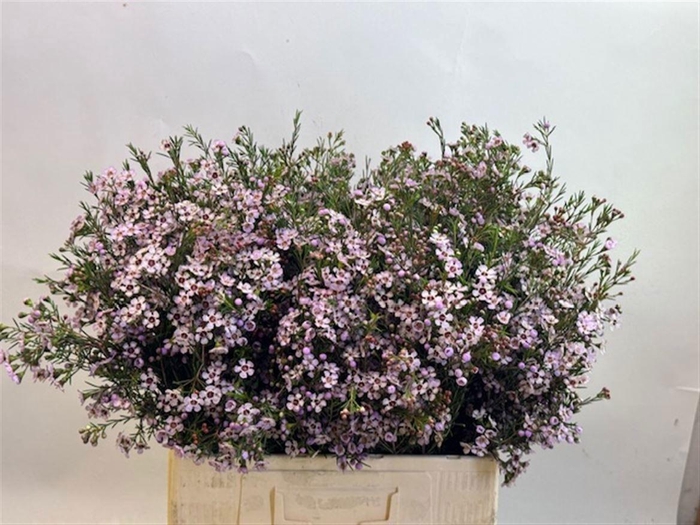 <h4>Chame Un Pink Dream</h4>