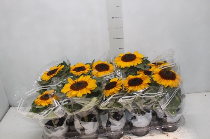 <h4>GIRASSOL MINI SUN BRIGHT P11</h4>