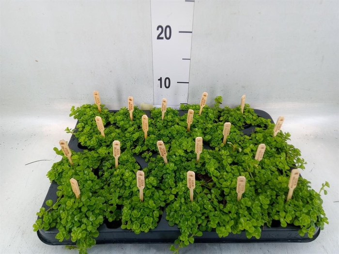 <h4>Pilea depressa</h4>