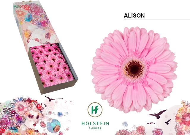 <h4>Gerbera Alison Doos</h4>