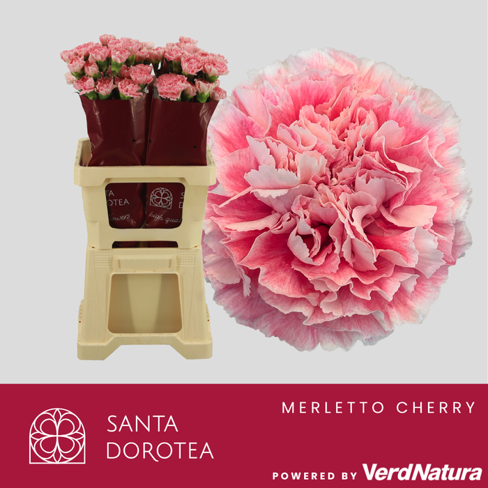 <h4>DI ST Merletto Rosa SEL</h4>