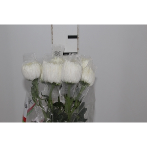 ANASTASIA MAGNUM 080 CM BRANCO